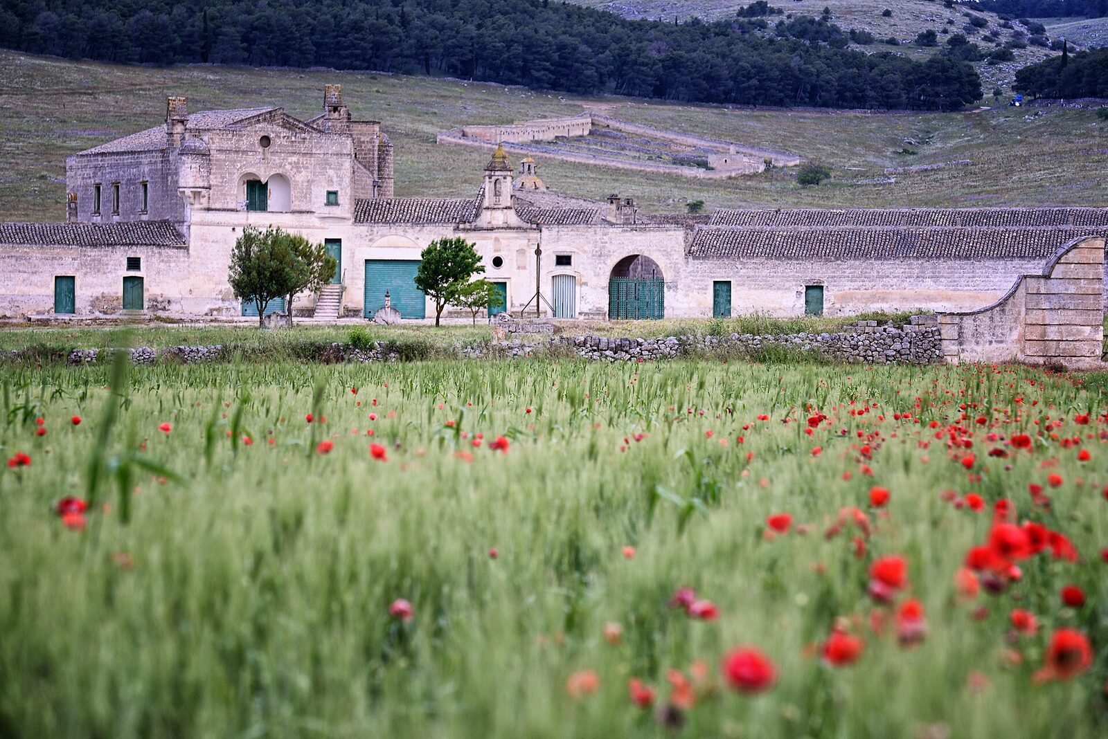 A stone masseria in Puglia behind a wildflower field of red poppies